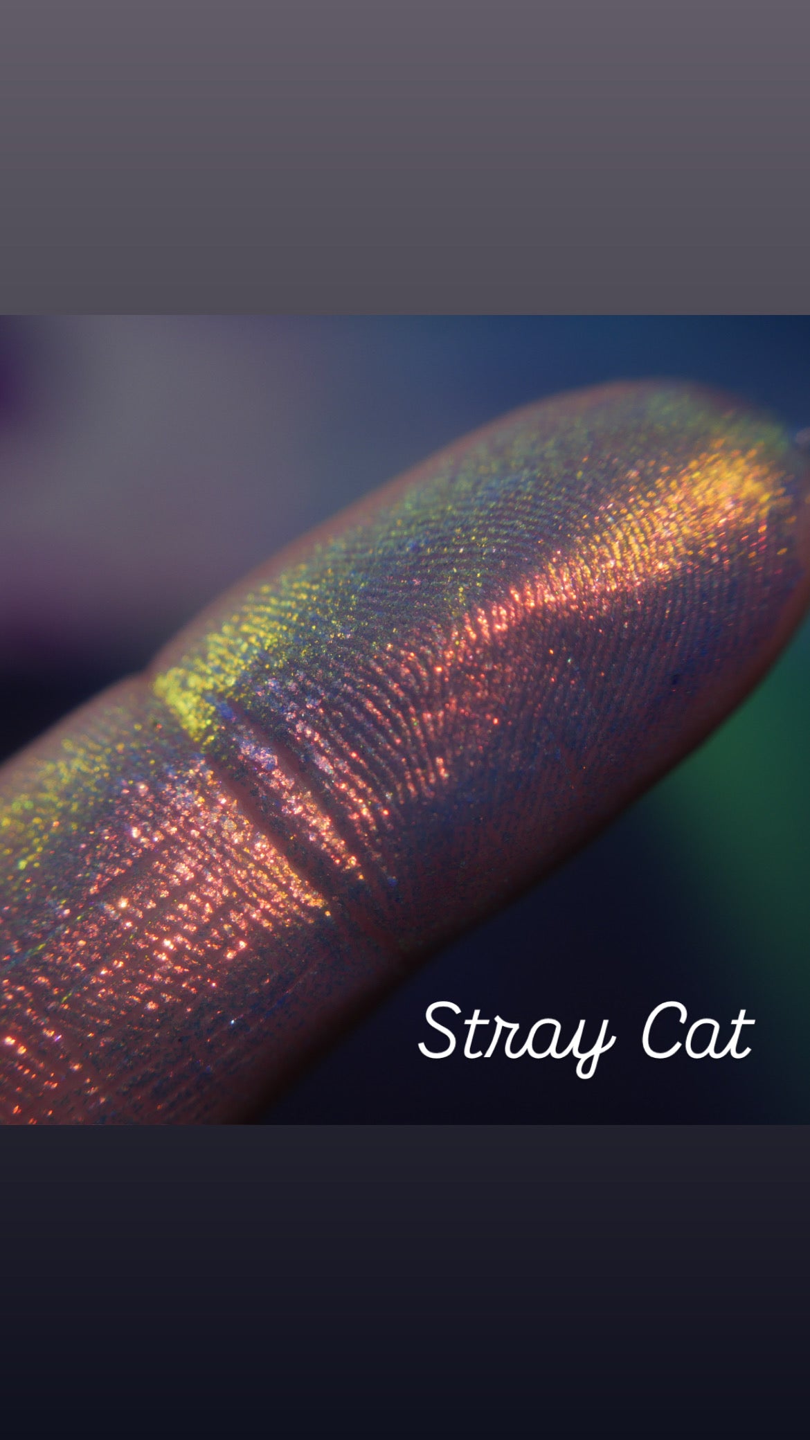 STRAYCAT *** PREORDER***